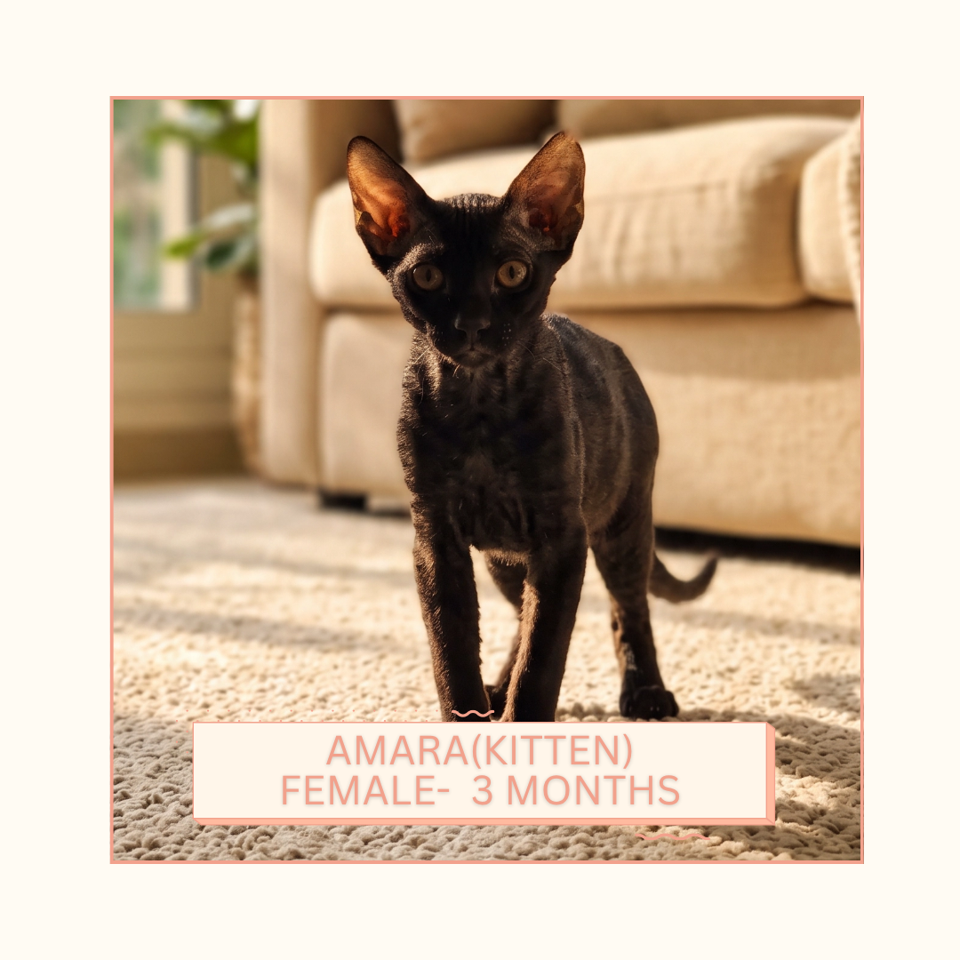 Amara