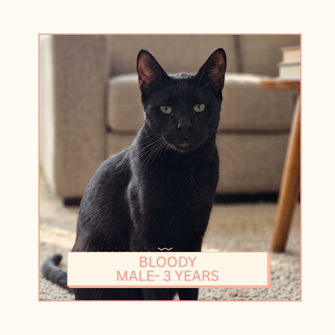 Bloody