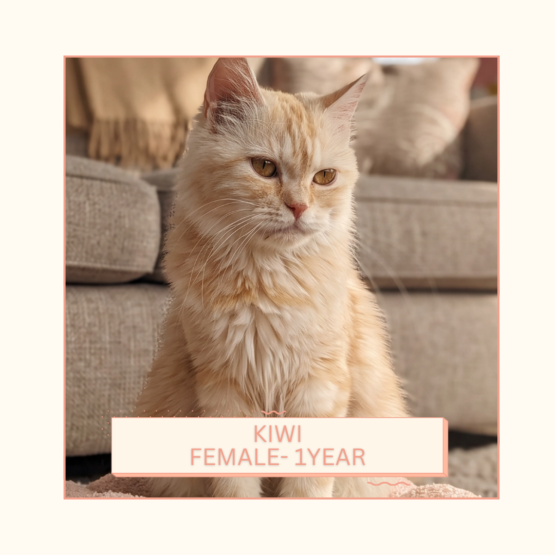 Kiwi