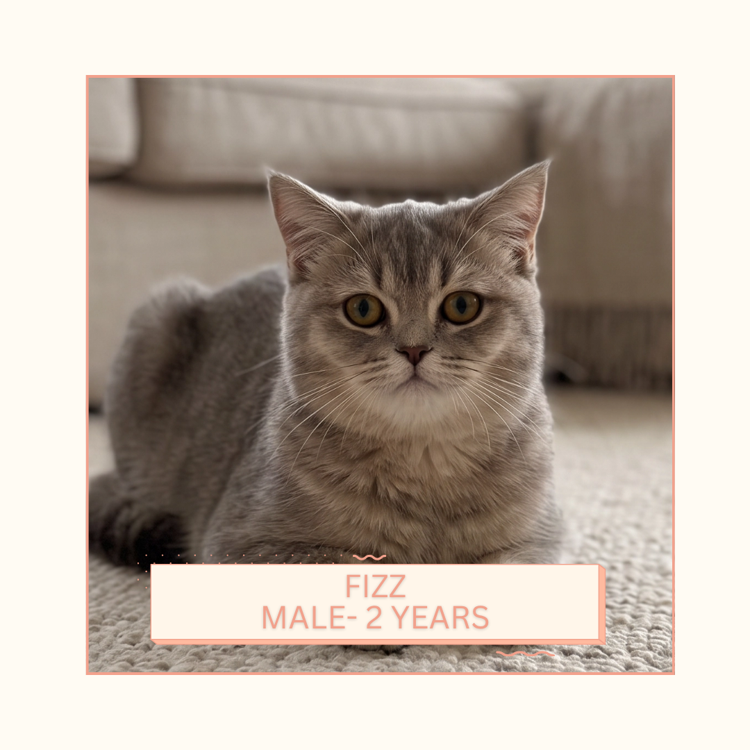Fizz