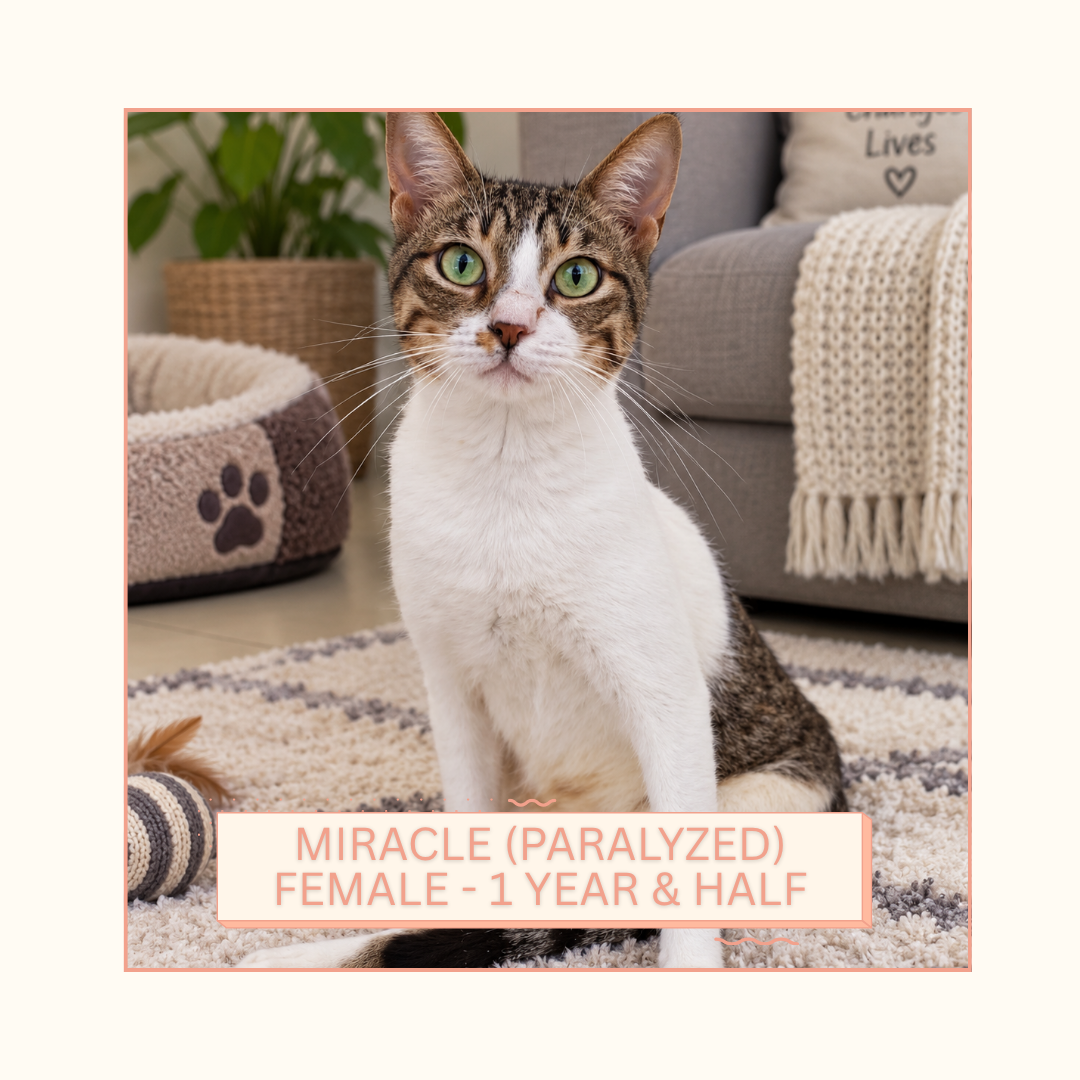 Miracle