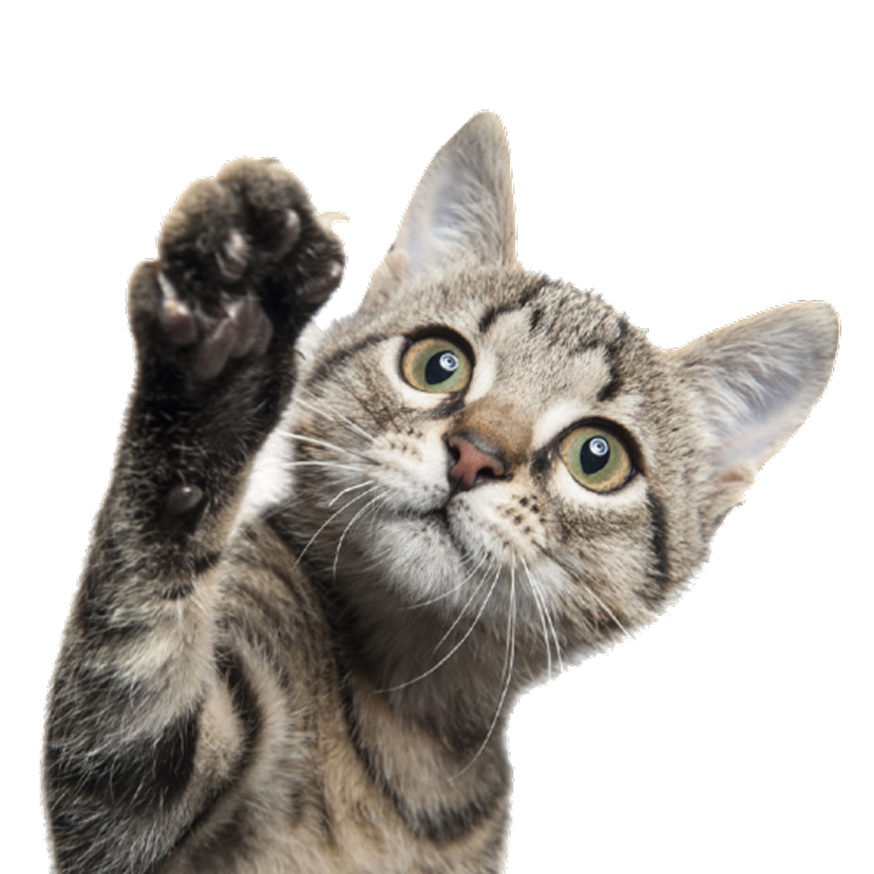 Cat right