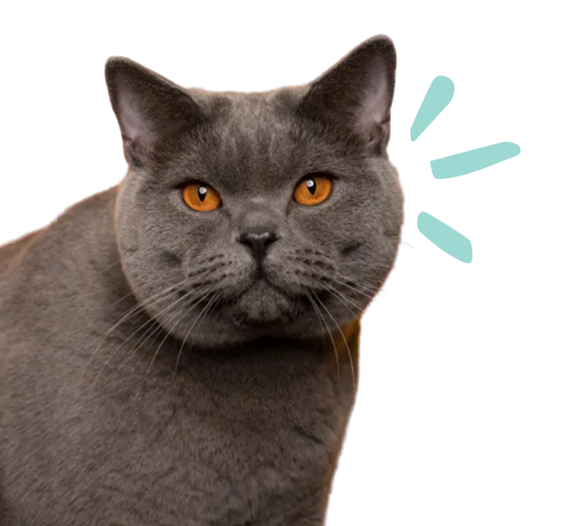 Cat left