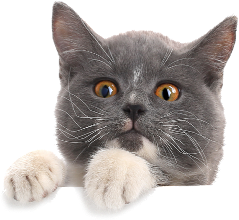Cat right