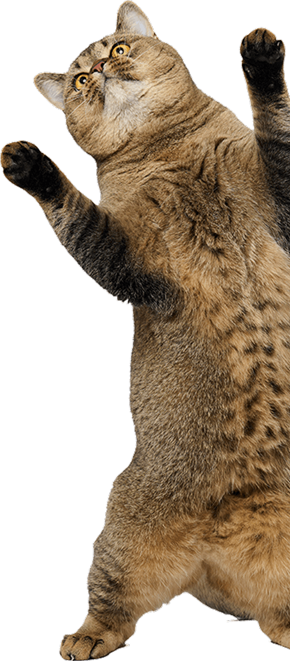 Jumping cat