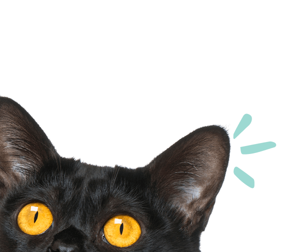 Peeking black cat