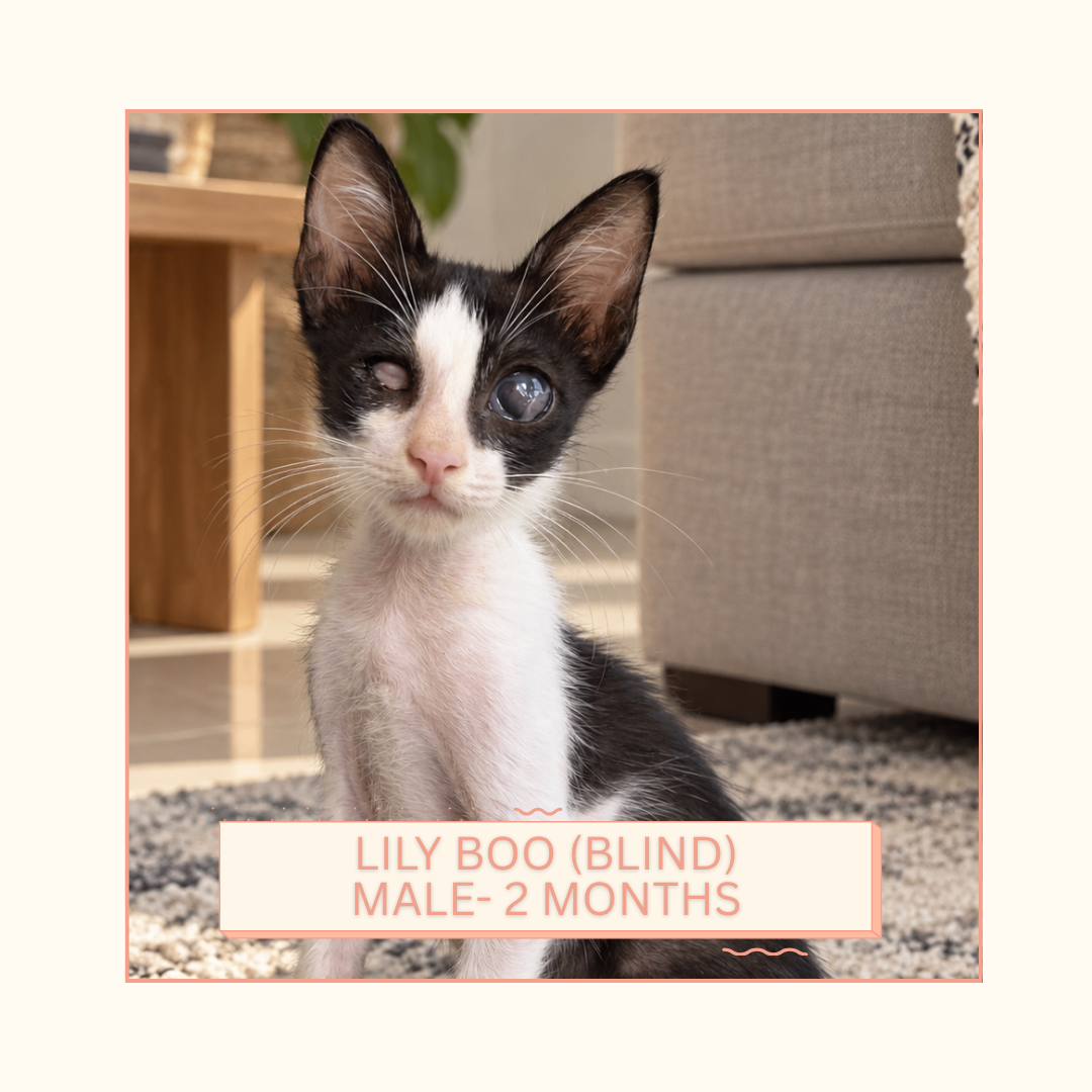 Lilly Boo