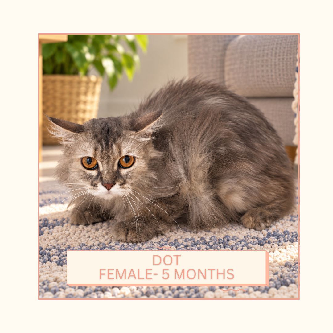 DOT