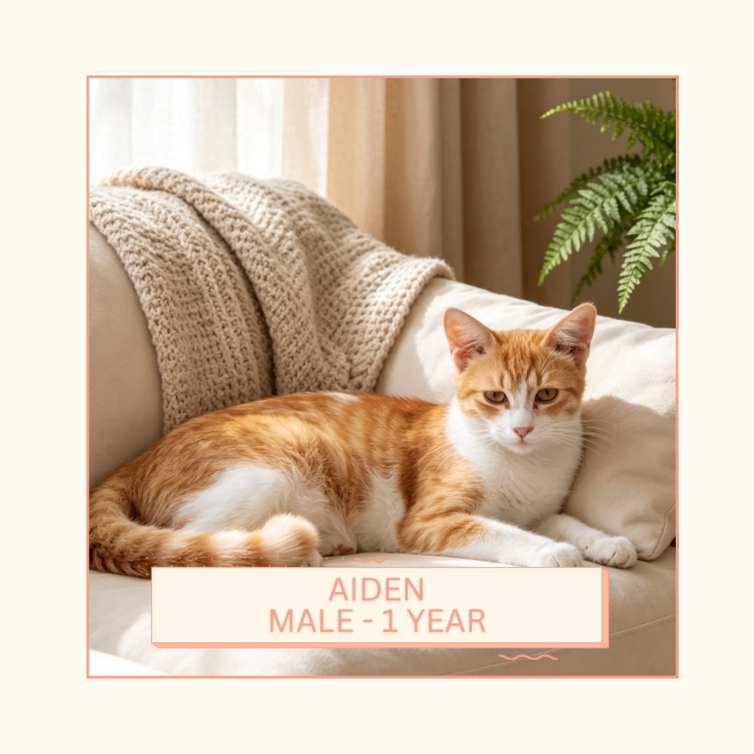 Aidens