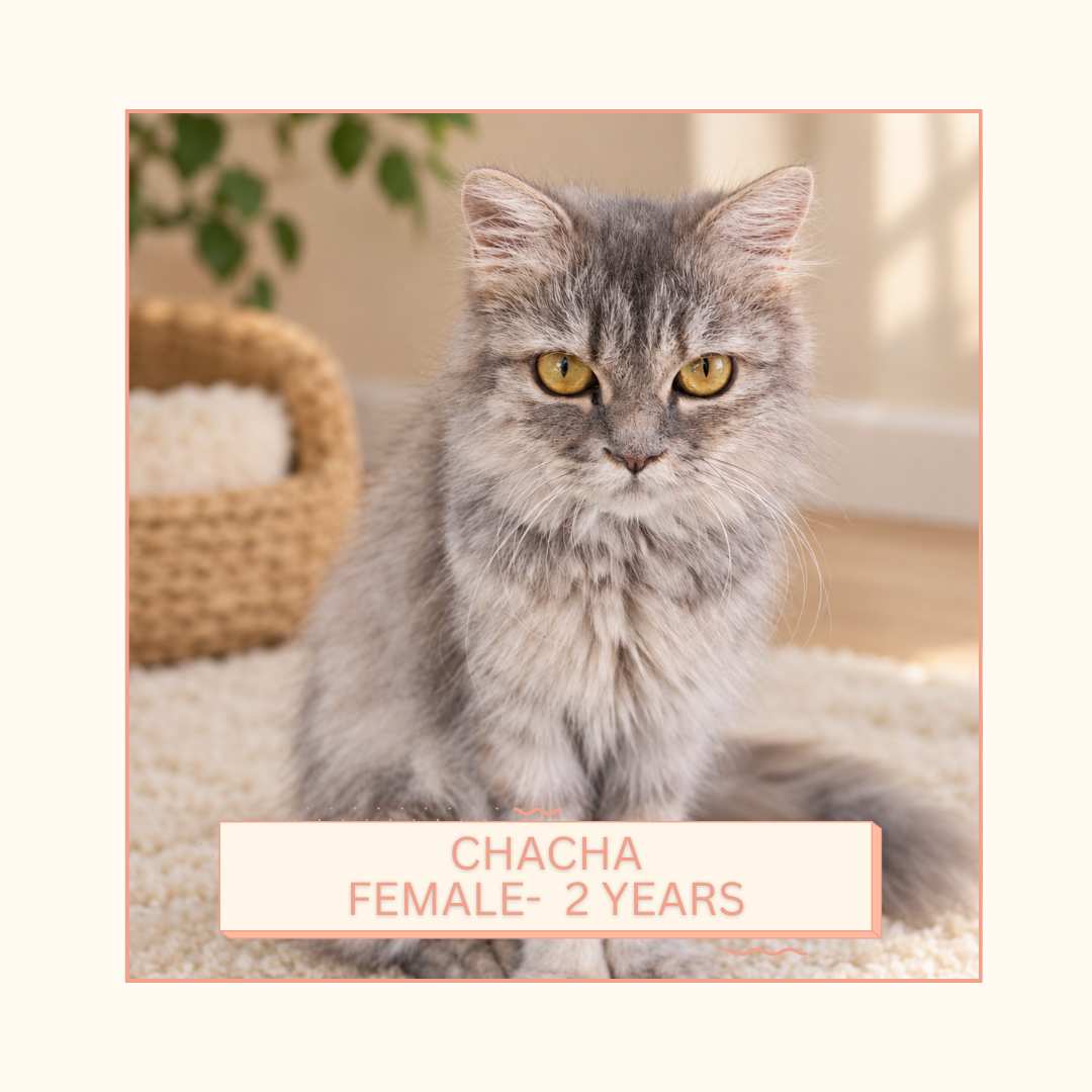 Chacha