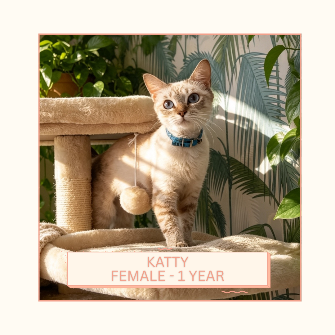 Katty