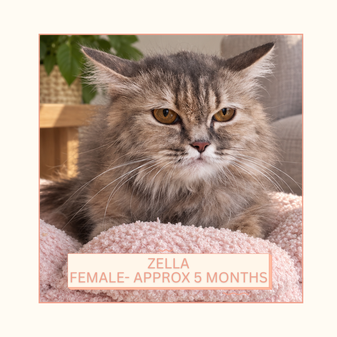 Zella