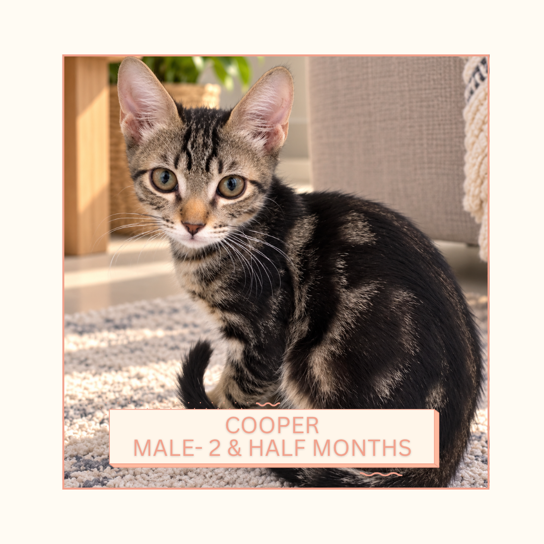 Cooper