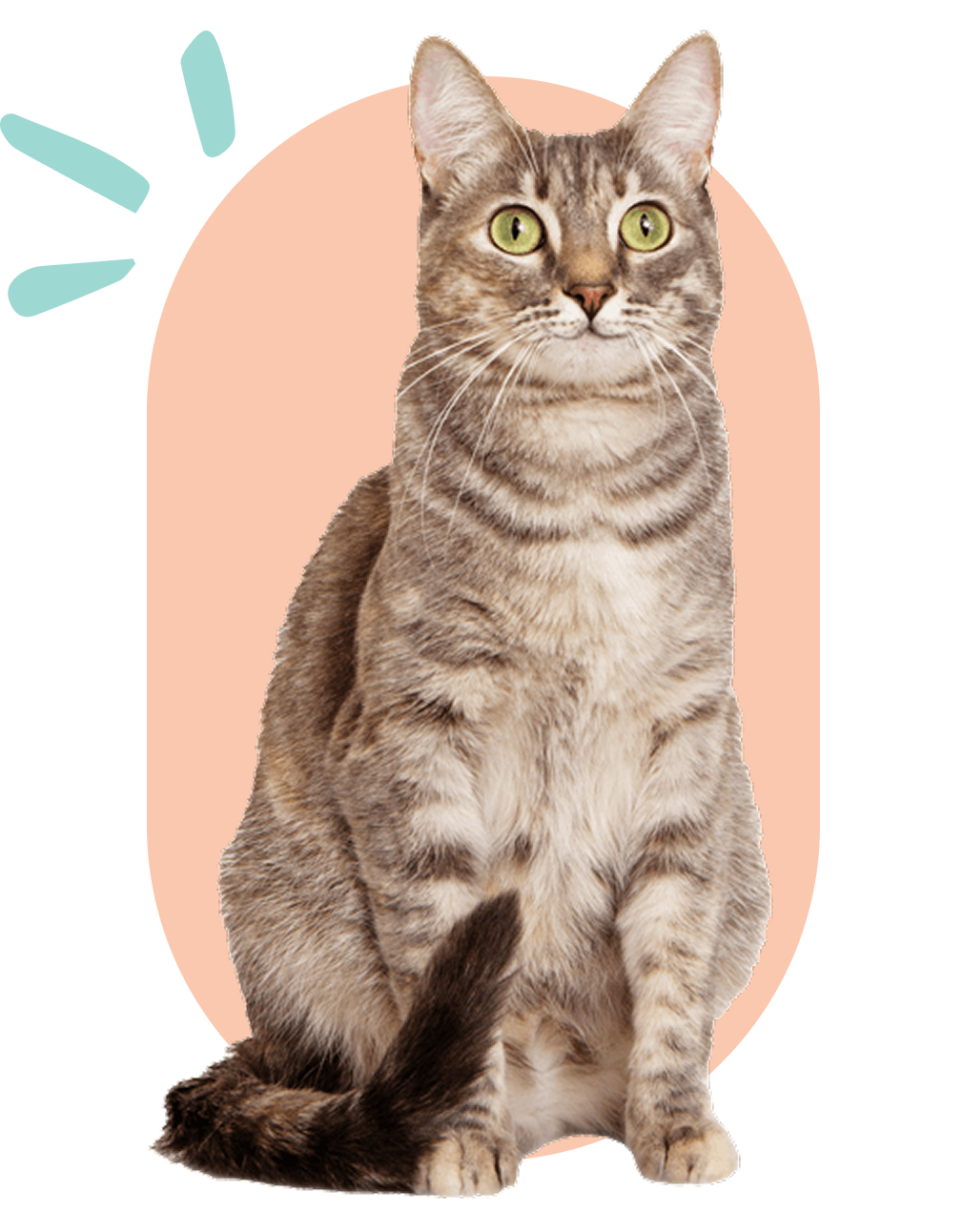 Featured Cat