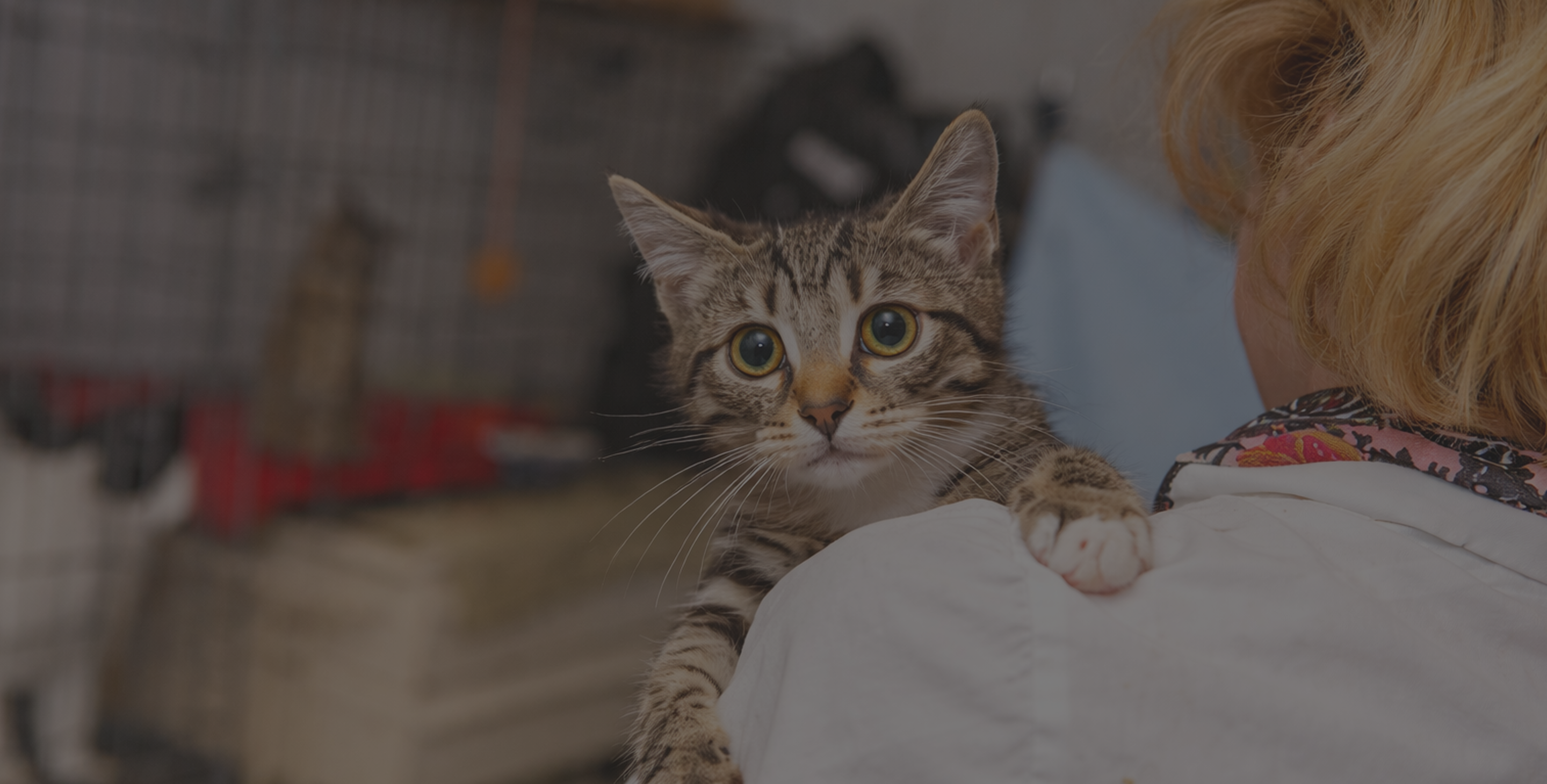 Cat rescue hero background