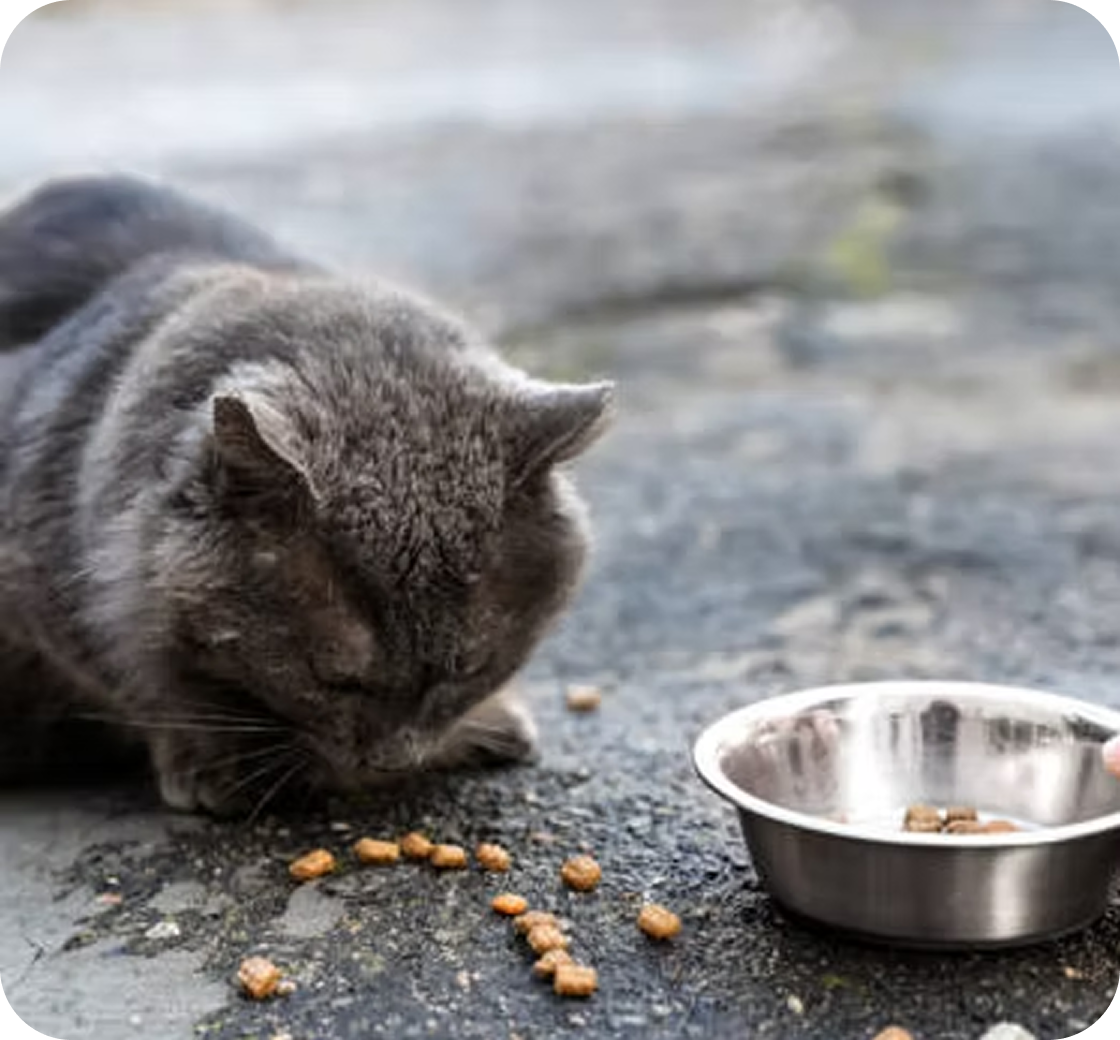 Cat near food bowl