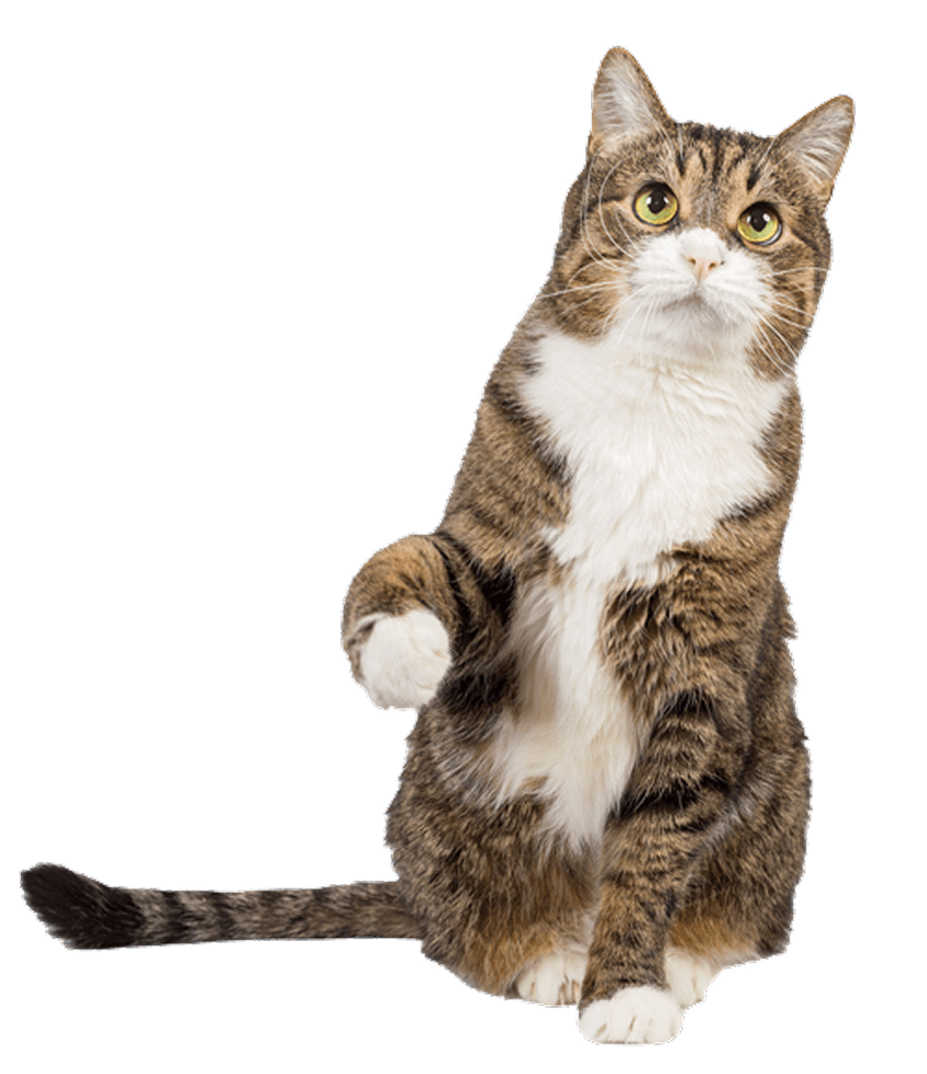 Cat hero